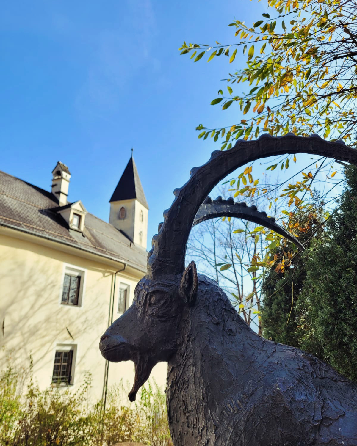 Steinbock Alpenzoo Weiherburg